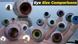 Eyes Balls Size Comparison in human Hand | Animals, birds, monster, eyes size