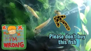 Siamese Algae Eater fish | adding trouble maker 🥵