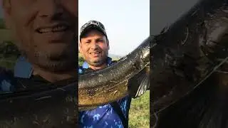 Giant Giant Maral Samal #zakkfishing #murrel #shorts