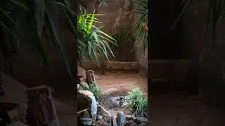 Aviary | Bird Aviary | Aviary Birds | Outdoor Aviary | Finch Aviary | Canary Aviary | #aviary #birds