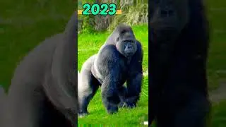 2023 gorilla and 5000 bce gorilla🦍| Animal Evolution world | #shorts #viral #trending #shortvideo