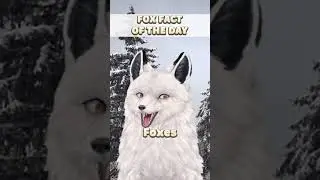 FOX FACT OF THE DAY!! - GURA #vtuber #vtuberclips #british #fox #cute #funny #furry #shorts #facts