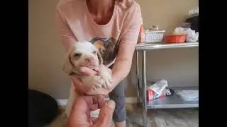 beagle-puppies.net