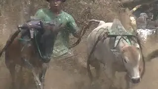 Traditional bull racing in the West Sumatra province of Indonesia