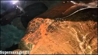 Giant Freshwater whipray
