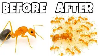 I Simulated the Most Invasive Ants On Earth