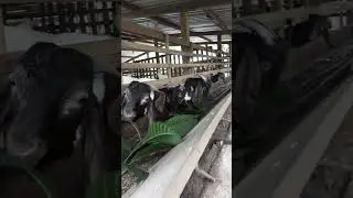 h&acirc;u bi bin lung    ae ai c&acirc;n goi 0984534062