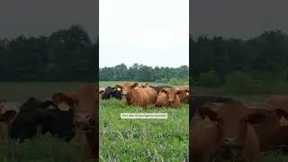 What Is Regenerative Agriculture?
