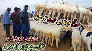Lot Lo Turkey Dumba Kids 0 Size | Gondal Mandi Attock Latest Update 30 January 2023