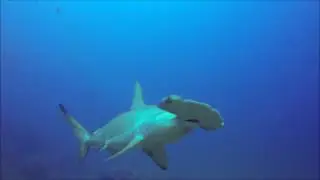 Cocos Island Video Trip Report: August 16-26, 2016