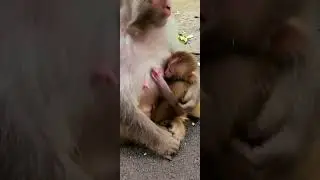 A Pity Young Baby Monkey Life #Shorts 101