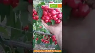 Naturally Grown Indian Cherries | 🎉  ⁨@OrganikTruck : Wide Variety of #organic Fruits & Vegetables