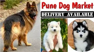 Pune Dog Sale 🐕&zwj;🦺 Best Quality Dogs in Pune 🐾 All Over Maharashtra Delivery 🚚 