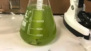 Engineering Heat Resistant Strains of Zooxanthellae Algae to Prevent Coral Bleaching  Video for GGSF