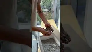 Eco-friendly cat litter? Yes, please!