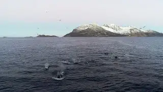 Aerial shot of killer whales hunting Atlantic herring using carousel feeding technique