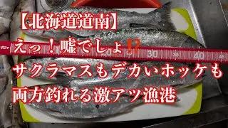 【北海道道南】えっ！嘘でしょ⁉️サクラマスもデカホッケも釣れる激アツ漁港