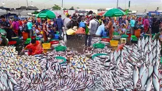 World's largest & busiest fish distribution site, Cambodian fish market scenes