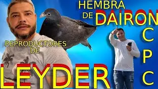 LLEG&Oacute; LA GRAN FINAL DEL CPC D&rsquo;STRAMPE HEMBRA DE (DAIRON) TIRA PALOMO ,REPRODUCTORES DE (LEYDER)