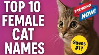 TOP 10 FEMALE CAT NAMES | Best Girl Cat Names Trending Now