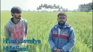 ઘઉ નિધી સાગર/ Nidhi Sagar/ Nidhi seeds/ Wheat cultivation
