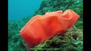 Philippines Underwater Photography