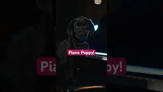 Have you ever seen a PUPPY play piano? Stevie Wonder - As, Sami Neon cover #cover #kidsinger #puppy