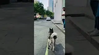 BIKEJORING COUCH - PASEO ANTARA🇲🇽🐺 #bikejoring #husky #huskylife