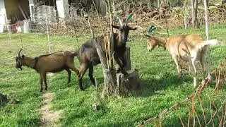Lilly, Lotta and Lot, the Goats