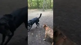 Hackles raised in the dog park