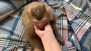 Monkey Baby Nui   when Nui woke up flipped