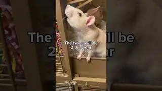 hate it when they get older 😭 #rats #pets #rats #petrats #animal