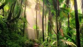 Jurassic World Forest - 3D Soundscape w/ T-Rex, Raptors & Dinosaurs Sounds