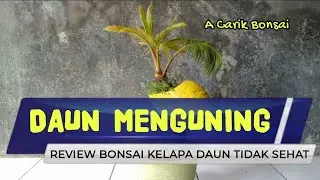 REVIEW BONSAI KELAPA DAUN MENGUNING