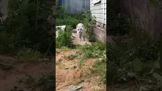 6️⃣Слепая кошка охотится. Blind cat hunts #catlover #забавныеживотные #cutecat #котики #catvideos