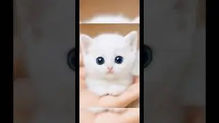 Tiny White Kitten with Big Blue Eyes 🐾😻 | Adorable Short #Shorts #CuteCats #MiniKittens #viral
