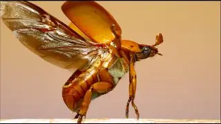 Qu&eacute; Pasa con los Escarabajos | Mini Documental