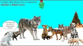 Canidae Size Comparison