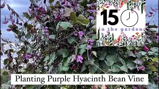 Planting Annual Purple Hyacinth Bean Vine on My Cow Panel Tunnel & Trellis