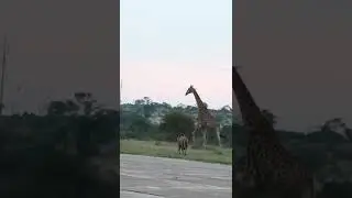 Lion Hunting Giraffe # Giraffe Vs Lion 2022