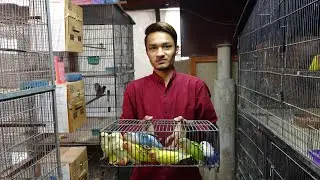 Separate Lovebirds Self Chicks