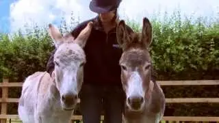Our Story! | Redwings Horse Sanctuary