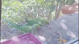 Fighting between Parrots & Squirrel 🐿️🐦🥰🦜🕊️#love#like #subscribemychannel #savebirds #bollywood 