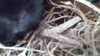 guinea pig breathing problem HELP please?