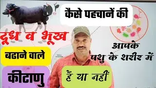 दूध व भूख दोनों बढ़ाने वाले कीटाणु पशु के शरीर मे कम है कैसे पहचानें Ramawat
