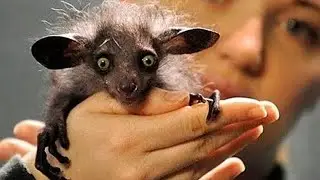 Boy Bought This Little Animal At A Fur Farm To Save It From Death, And Here Is The Surprise It Broug