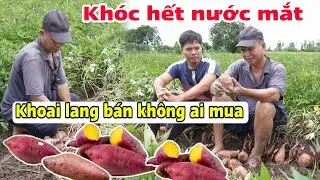 Nông dân trồng khoai khóc hết nước mắt thua lỗ nặng vì thương lái không mua [8 tháng 7, 2025]