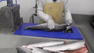 Dehead Table; Demonstration of Dehead Table and Tail Cutter | Uni-Food Technic A/S