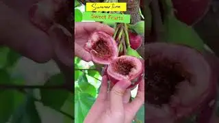 Red Fig Tropical Sweet Fruits #shorts