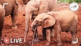 Rescued orphan elephants playing in the mud | 29th August 2020 | Sheldrick Trust